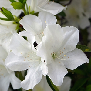 Azalea Deleware Valley White